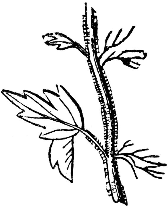 Stem Clip Art