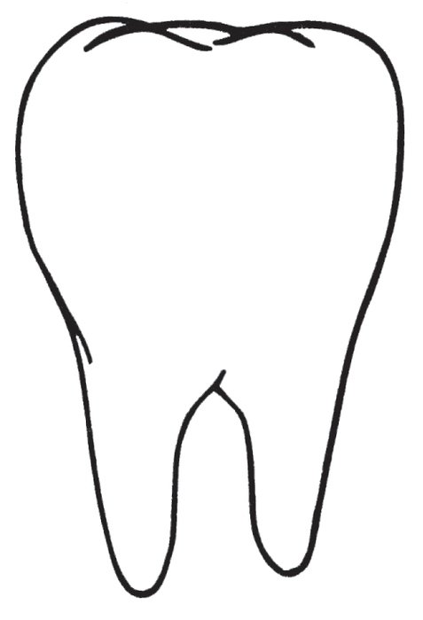 Tooth Outline