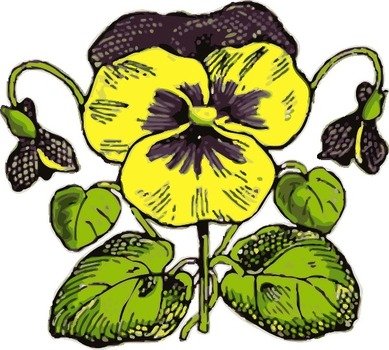 Pansy Flower Clip Art N4