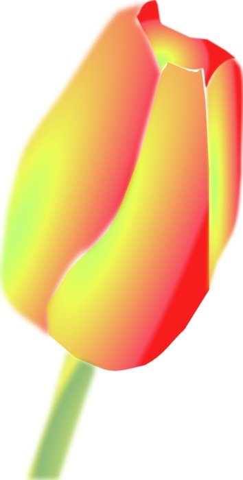 Tulip as a graphic image