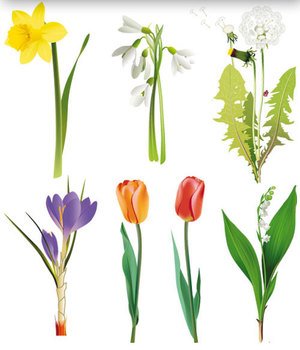 Flower Vector Clip Art N3