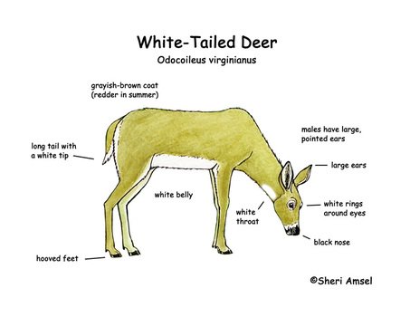 White Tailed Deer Food Chain free image download