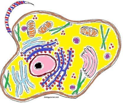 Animal Cell Coloring Key