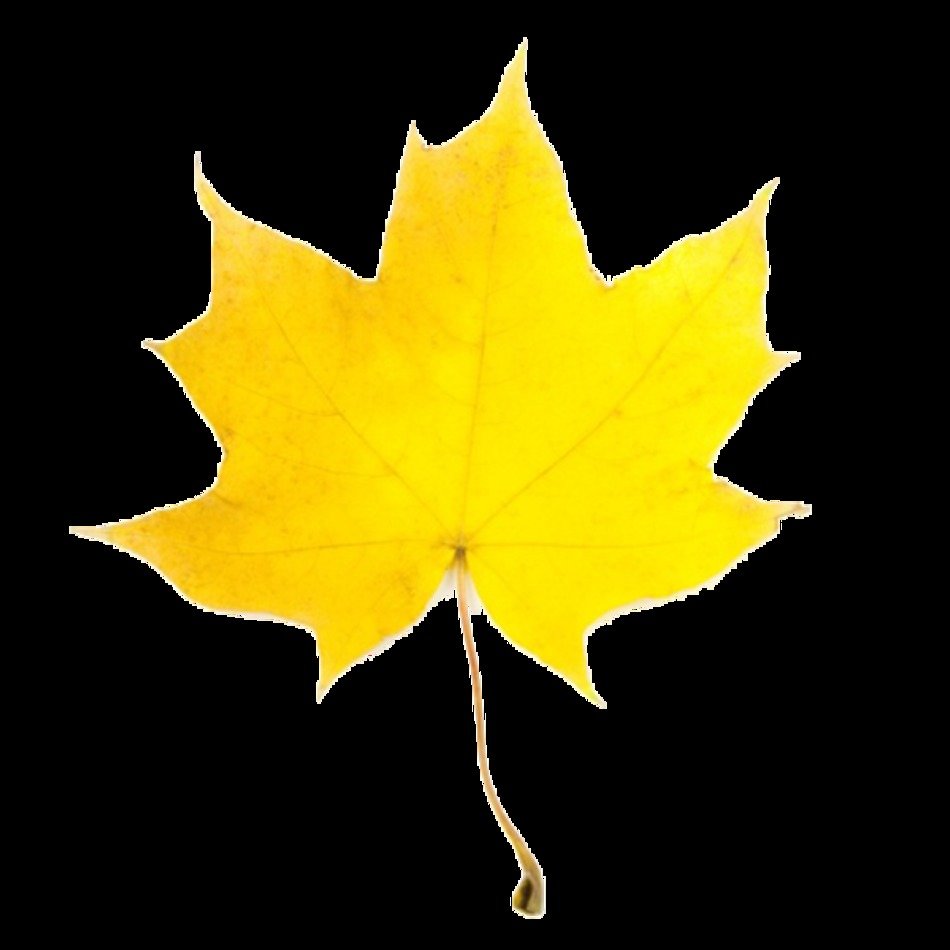 Fall Leaves Clip Art N52