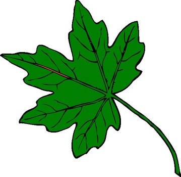 Maple Leaf Clip Art N15