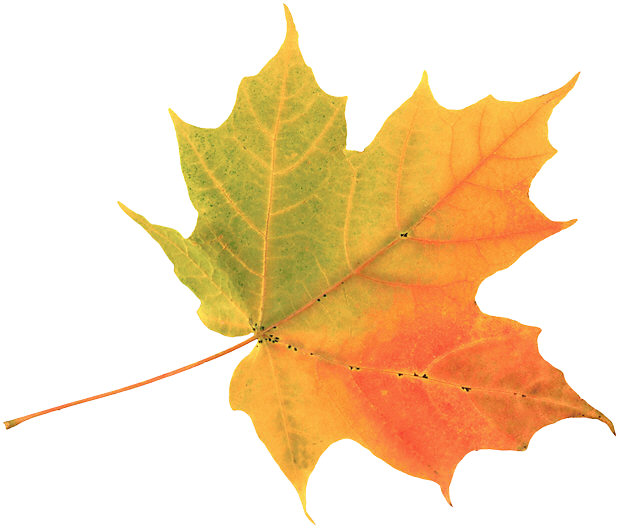 Leaf Fall Season Uk