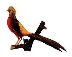 Golden Pheasant Clip Art Free