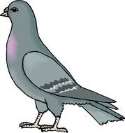 Cartoon Pigeon drawing