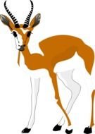 African deer on a white background