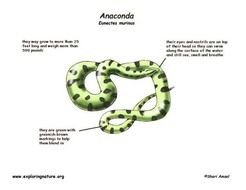 Green Anaconda Snake N2