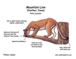 Mountain Lion Diagram