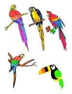 Tropical Birds drawing