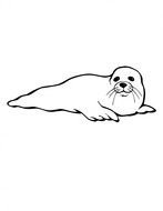 baby seal as graphic