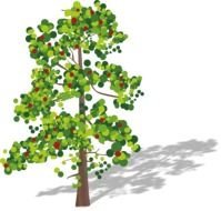 Green Leaves With Red Fruit Tree