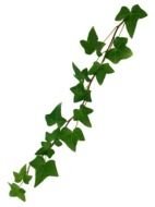 ivy branch