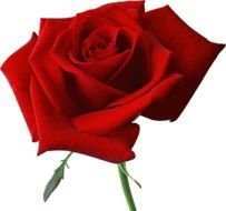 red rose with a green stem on a white background