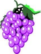 bunch of grapes on the black background