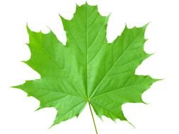 Green bright maple leaf
