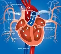 Heart Circulation Diagram Blood Flow