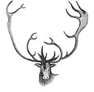 deer head with big horns, Vintage drawing