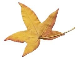 brown autumn leaf as a picture for clipart