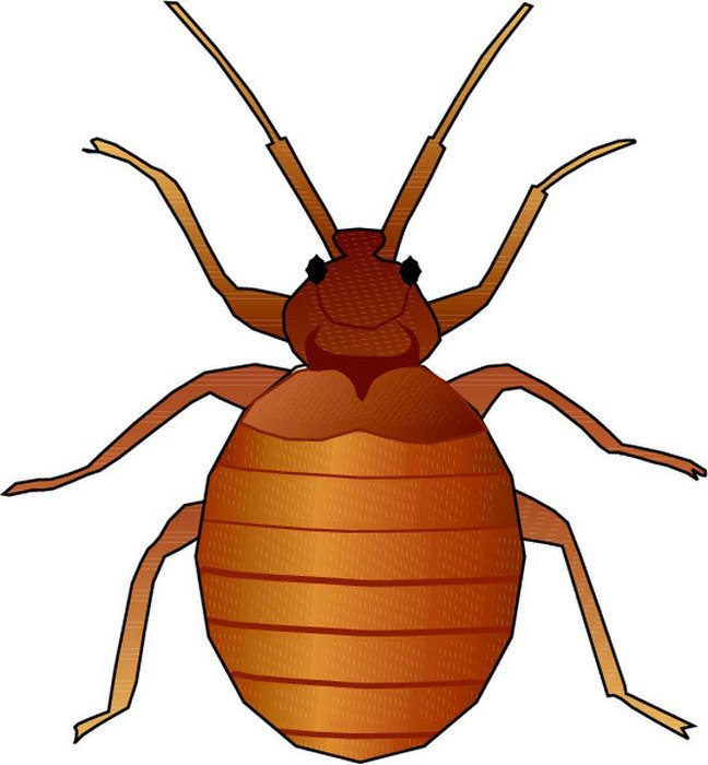 Animated Bugs Clip Art N2