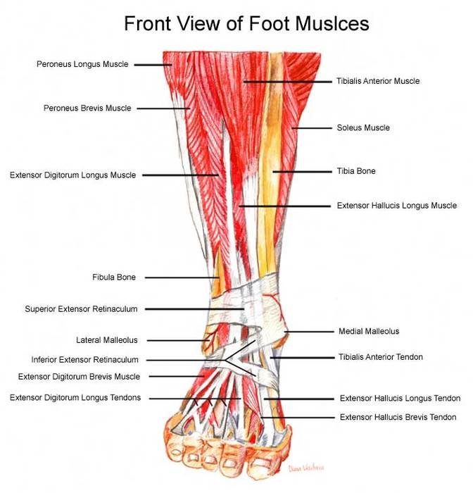 Foot Muscles