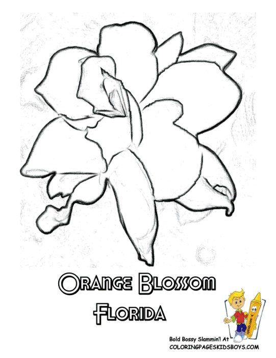 Florida Flower Orange Blossom Coloring Page