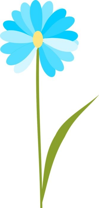 drawn cornflower on a white background