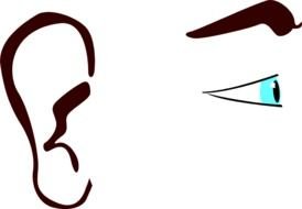 drawn ear, eye and eyebrow