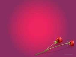 two red roses for a pattern