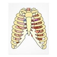 Heart And Rib Cage N2