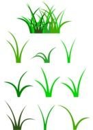 bunches of green grass