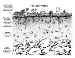 Soil Layers Diagram Worksheet