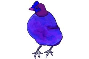 blue chicken