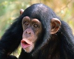 photo of black chimpanzee