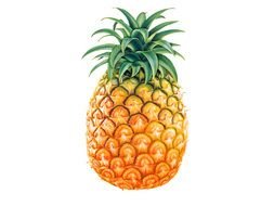 fresh pineapple fruit drawing