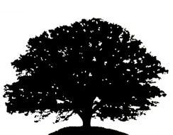 drawing of the black Tree Silhouette