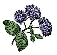 Flower Clip Art N191