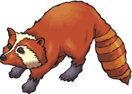 red Raccoon looking up, drawing