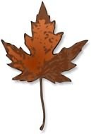 isolated maple leaf on the white background