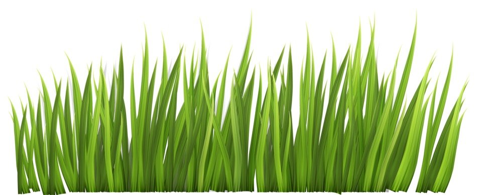 green grass on a transparent background