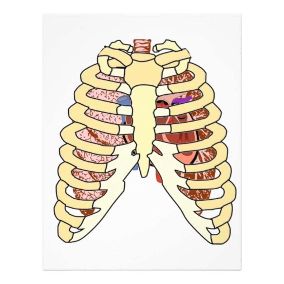 Heart And Rib Cage N2