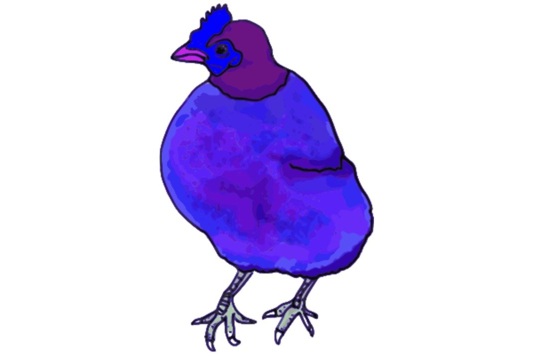 blue chicken