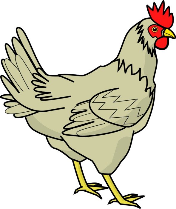 İllustration of the Chicken