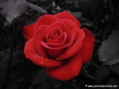 Free Red Roses