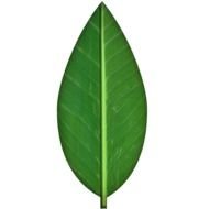 one Green Leaf Clip Art drawing