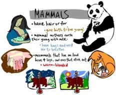 Mammals Animals