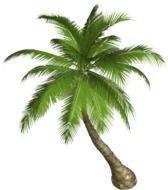 Ocean Palm Tree drawing