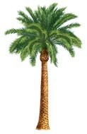 Palm Tree Ocean Borders Clipart